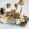 buy Golden-Teacher magic mushrooms online