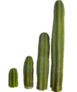 San Pedro Cactus For Sale